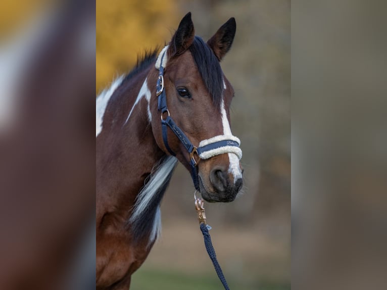 Other Breeds Mix Mare 11 years 13,1 hh Pinto in Gutau
