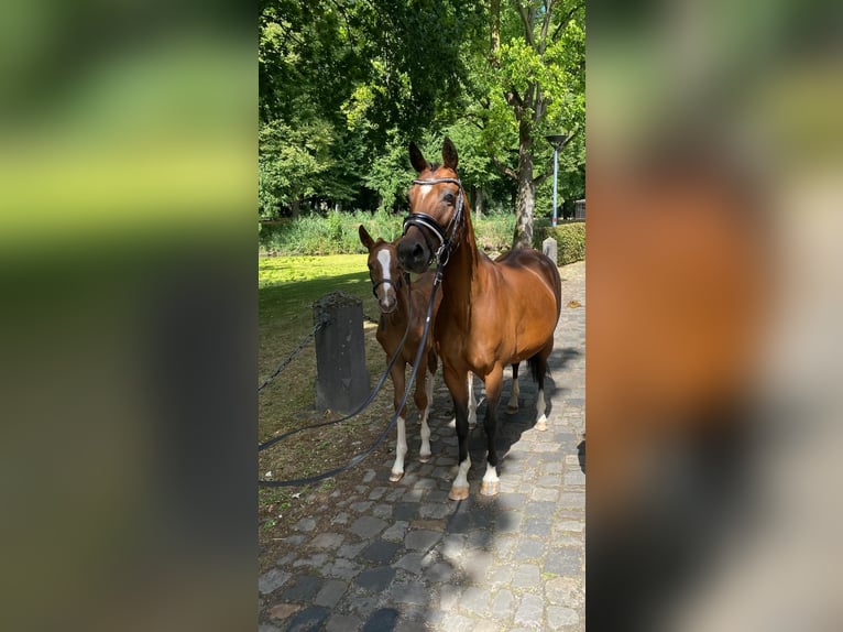 Other Breeds Mare 11 years 13,2 hh Brown in Wijchmaal