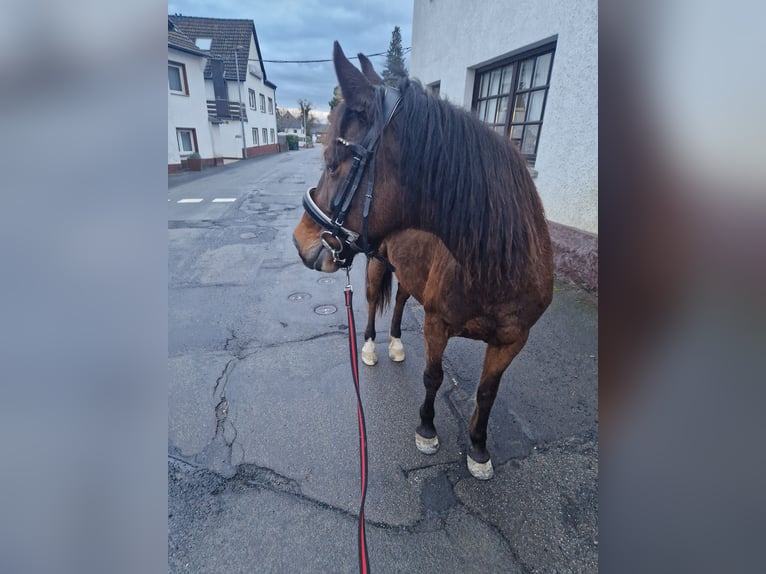 Other Breeds Mix Mare 11 years 13,2 hh Brown in Königswinter