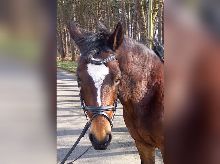 Other Breeds Mix Mare 11 years 14,1 hh Brown in Isterberg