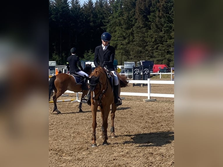 Other Breeds Mare 11 years 14,2 hh Chestnut-Red in Listowel