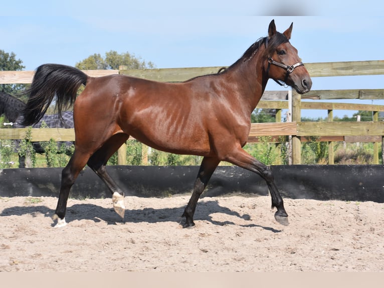 Other Breeds Mare 11 years 15,2 hh Bay-Dark in Achtmaal