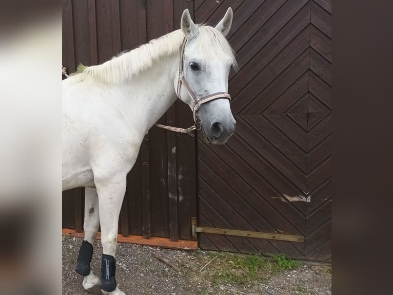 Other Breeds Mare 11 years 15,2 hh Gray in Alberndorf