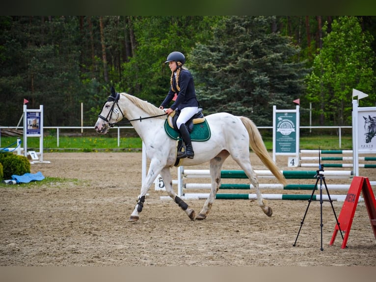 Other Breeds Mare 11 years 15.2 hh Leopard-Piebald in Żnin