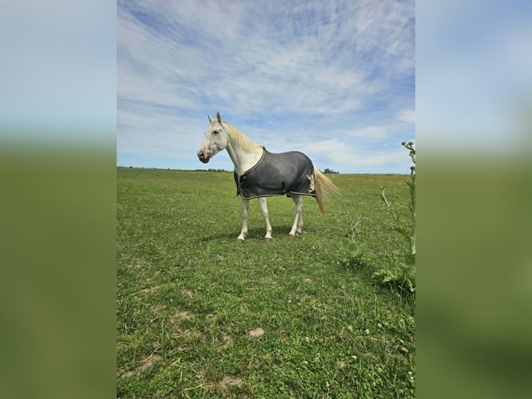 Other Breeds Mare 11 years 15.2 hh Leopard-Piebald in Żnin