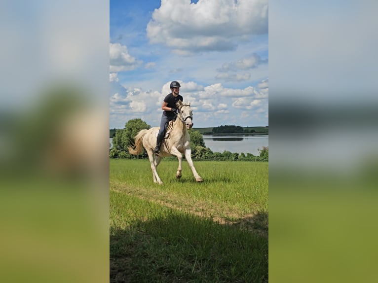 Other Breeds Mare 11 years 15.2 hh Leopard-Piebald in Żnin