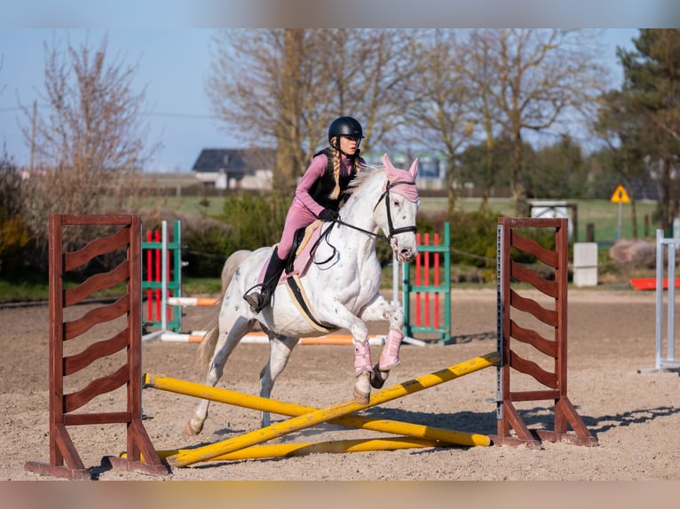 Other Breeds Mare 11 years 15.2 hh Leopard-Piebald in Żnin