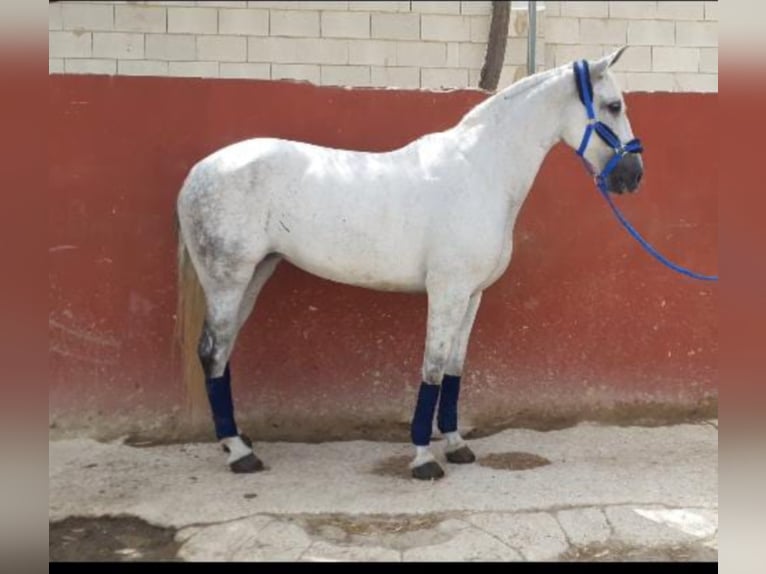 Other Breeds Mare 11 years 15,3 hh Gray in NAVAS DEL MADRONO