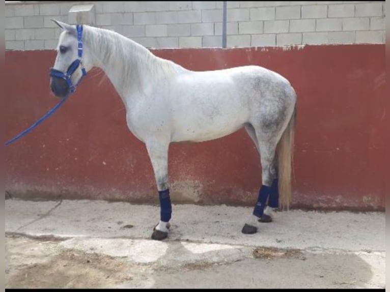 Other Breeds Mare 11 years 15,3 hh Gray in NAVAS DEL MADRONO