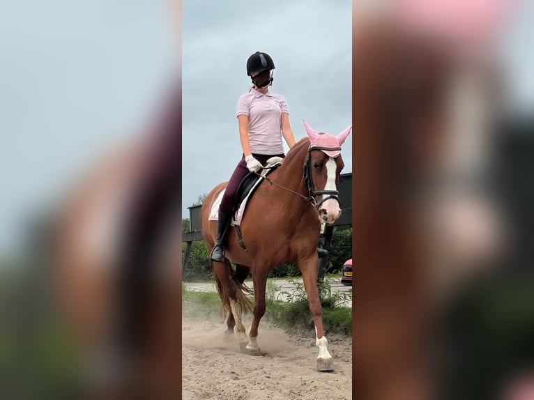 Other Breeds Mix Mare 11 years 15 hh Chestnut-Red in IJsselstein
