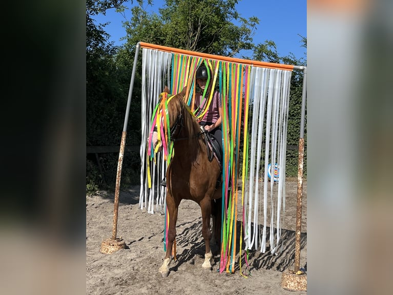 Other Breeds Mix Mare 11 years 15 hh Chestnut-Red in IJsselstein