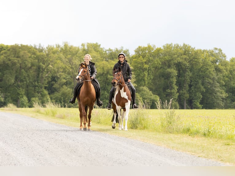 Other Breeds Mare 11 years 15 hh Chestnut-Red in Ribbesbüttel