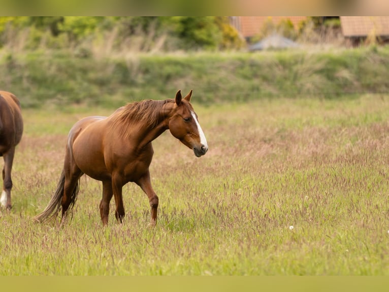 Other Breeds Mare 11 years 15 hh Chestnut-Red in Ribbesbüttel