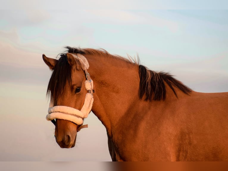 Other Breeds Mare 11 years 15 hh in Magdeburg