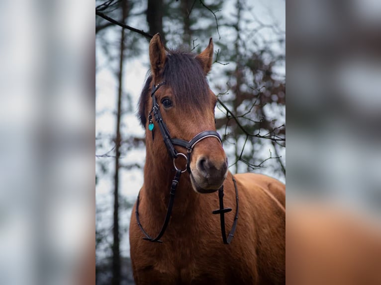 Other Breeds Mare 11 years 15 hh in Magdeburg