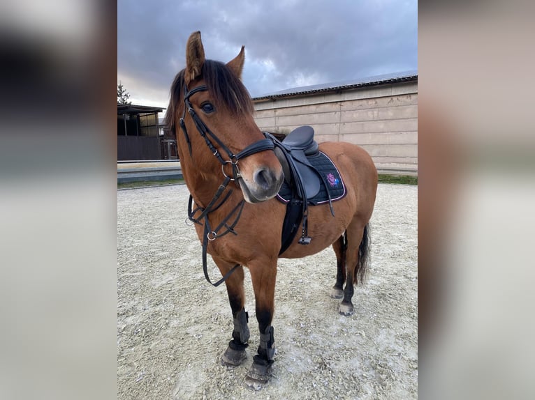 Other Breeds Mare 11 years 15 hh in Magdeburg