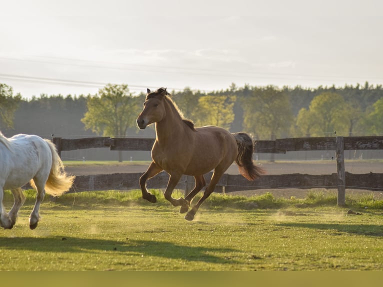 Other Breeds Mare 11 years 15 hh in Magdeburg