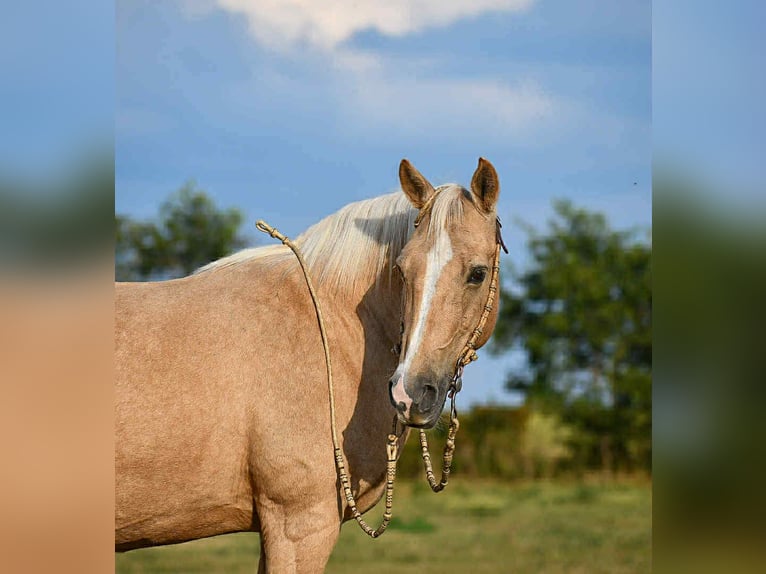 Other Breeds Mare 11 years 15 hh Palomino in Corsica
