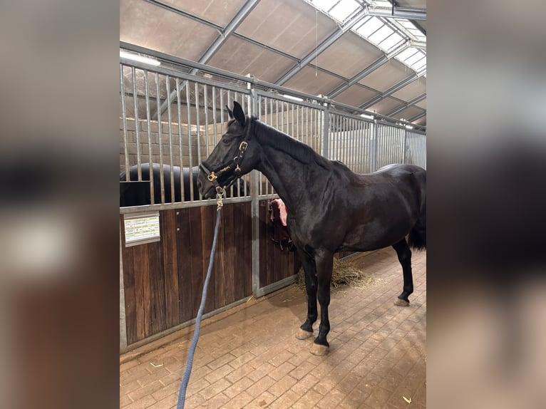 Other Breeds Mix Mare 11 years 15,1 hh Black in Bilzen Hoeselt