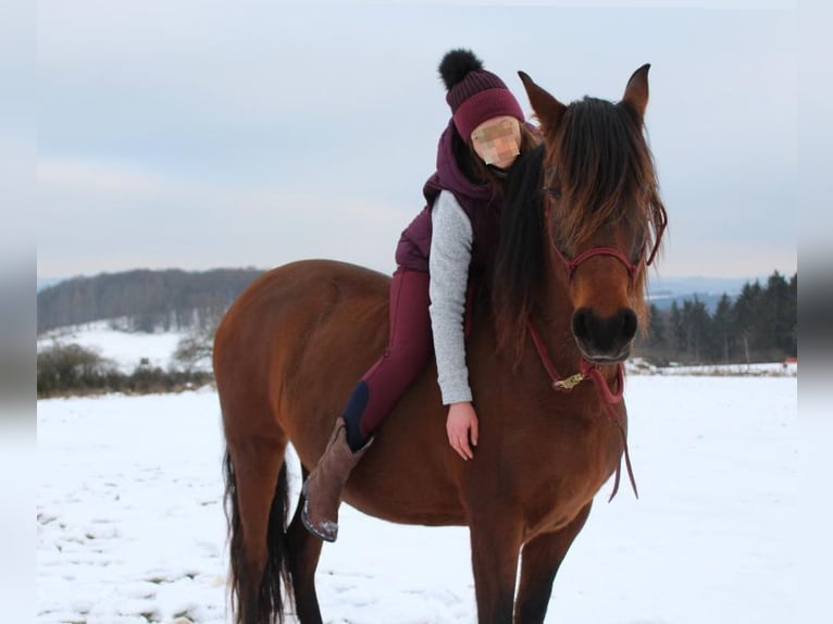 Other Breeds Mix Mare 11 years 15,1 hh Brown in Lind