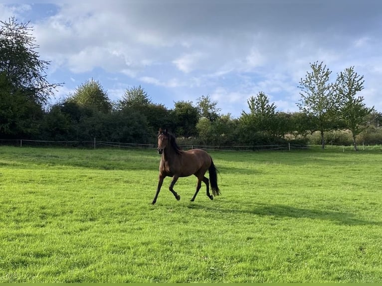 Other Breeds Mix Mare 11 years 15,1 hh Brown in Lind