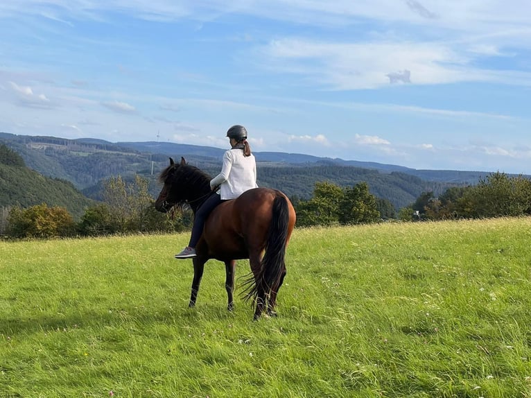 Other Breeds Mix Mare 11 years 15,1 hh Brown in Lind