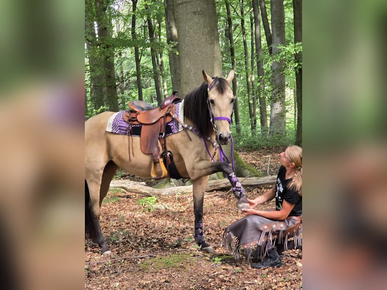 Other Breeds Mix Mare 11 years 15,1 hh Dun in Linkenbach