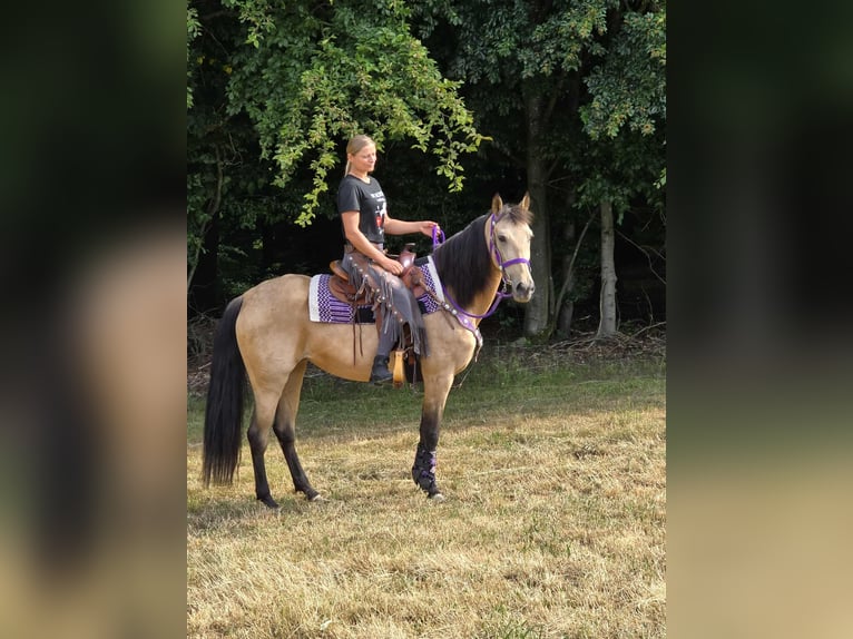 Other Breeds Mix Mare 11 years 15,1 hh Dun in Linkenbach
