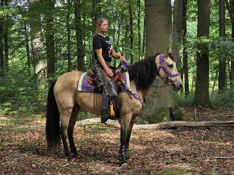 Other Breeds Mix Mare 11 years 15,1 hh Dun in Linkenbach