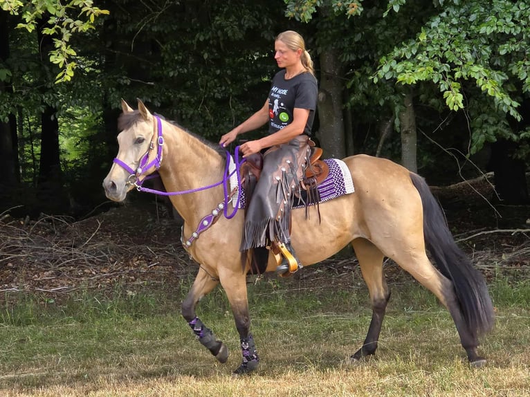Other Breeds Mix Mare 11 years 15,1 hh Dun in Linkenbach