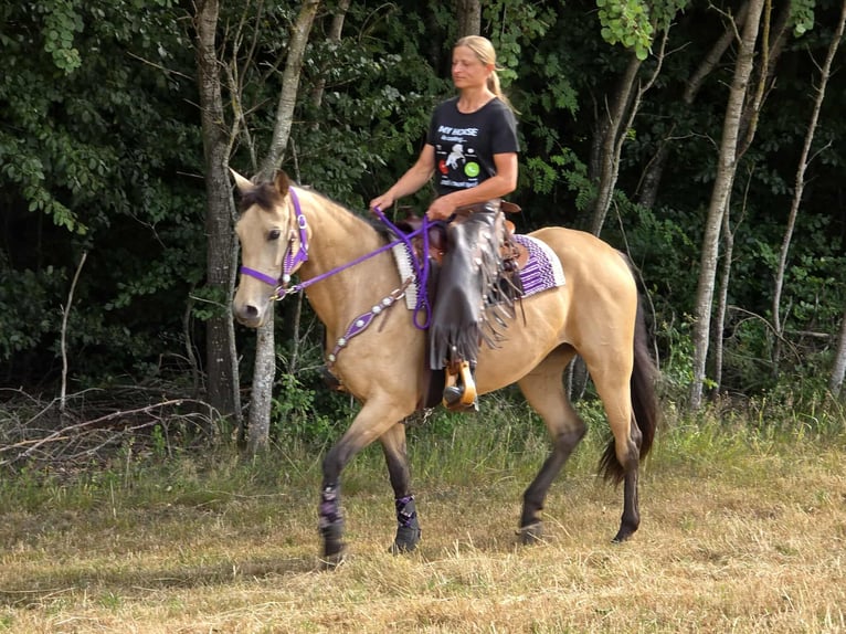 Other Breeds Mix Mare 11 years 15,1 hh Dun in Linkenbach