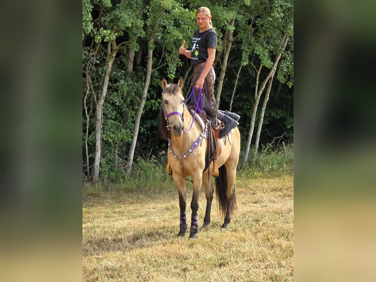 Other Breeds Mix Mare 11 years 15,1 hh Dun in Linkenbach