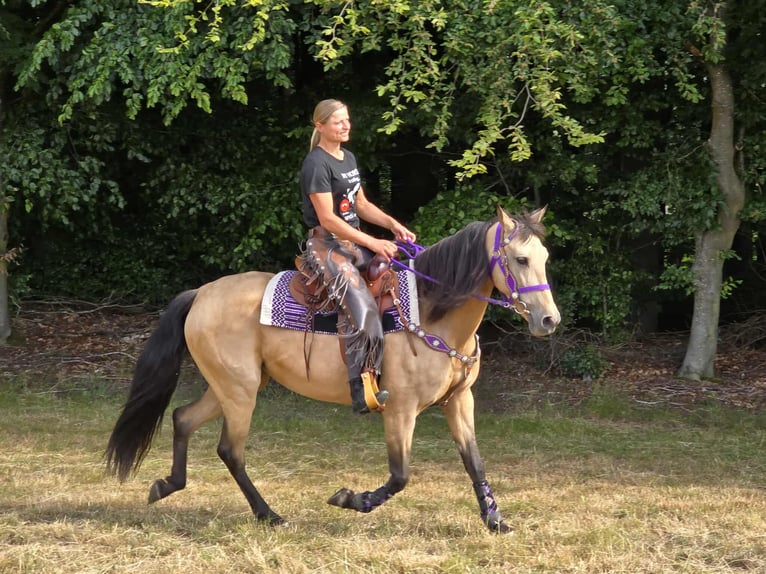 Other Breeds Mix Mare 11 years 15,1 hh Dun in Linkenbach