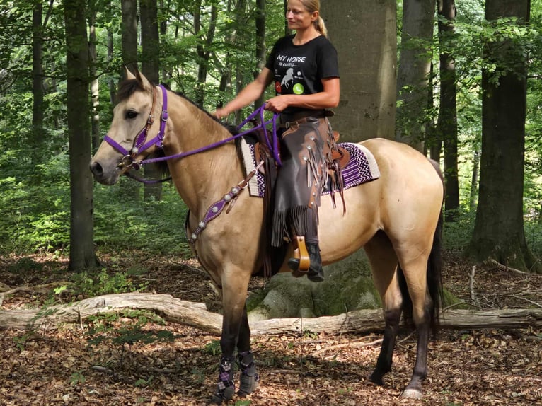 Other Breeds Mix Mare 11 years 15,1 hh Dun in Linkenbach