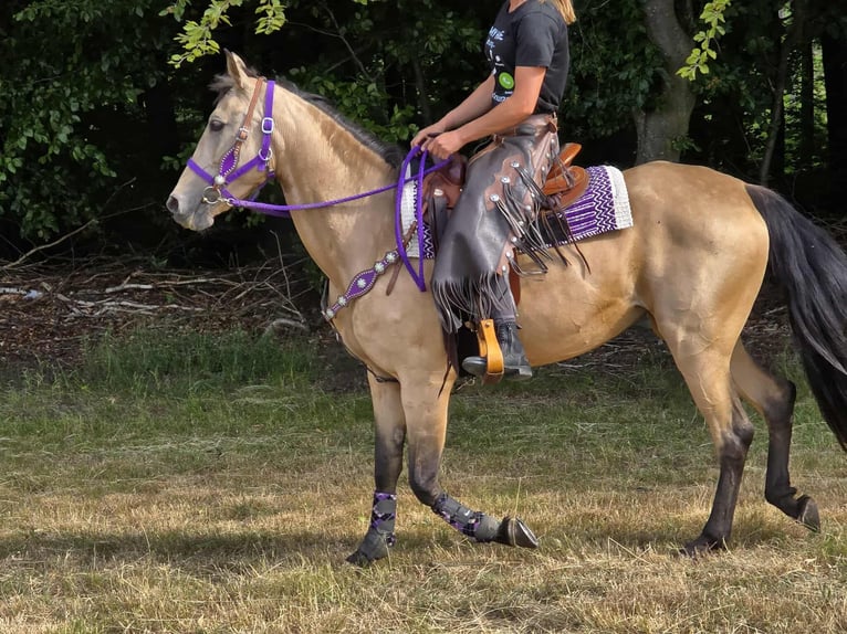 Other Breeds Mix Mare 11 years 15,1 hh Dun in Linkenbach