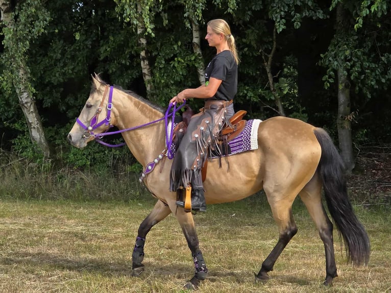 Other Breeds Mix Mare 11 years 15,1 hh Dun in Linkenbach