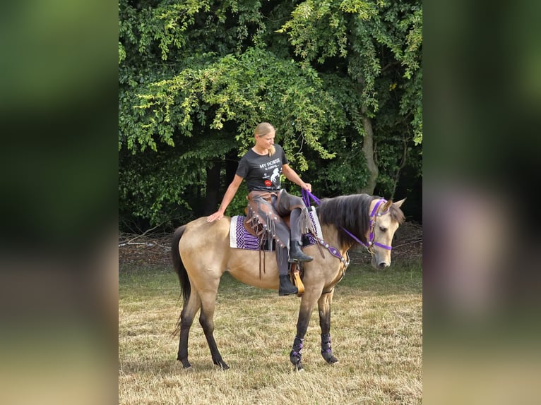 Other Breeds Mix Mare 11 years 15,1 hh Dun in Linkenbach