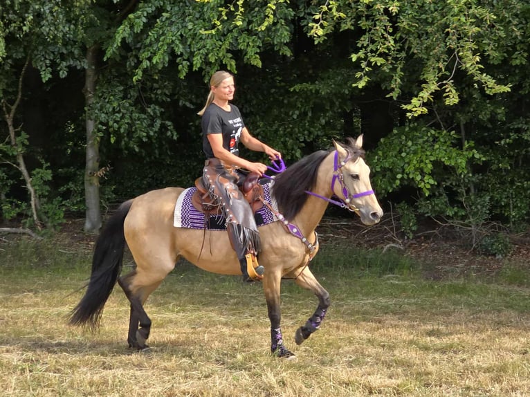 Other Breeds Mix Mare 11 years 15,1 hh Dun in Linkenbach