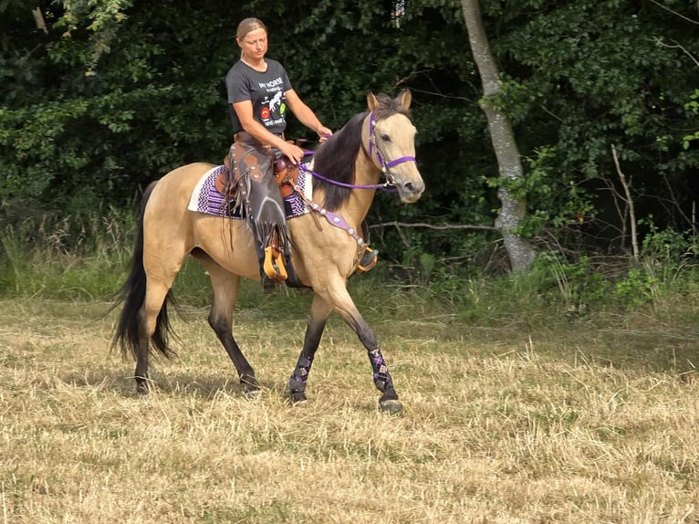 Other Breeds Mix Mare 11 years 15,1 hh Dun in Linkenbach
