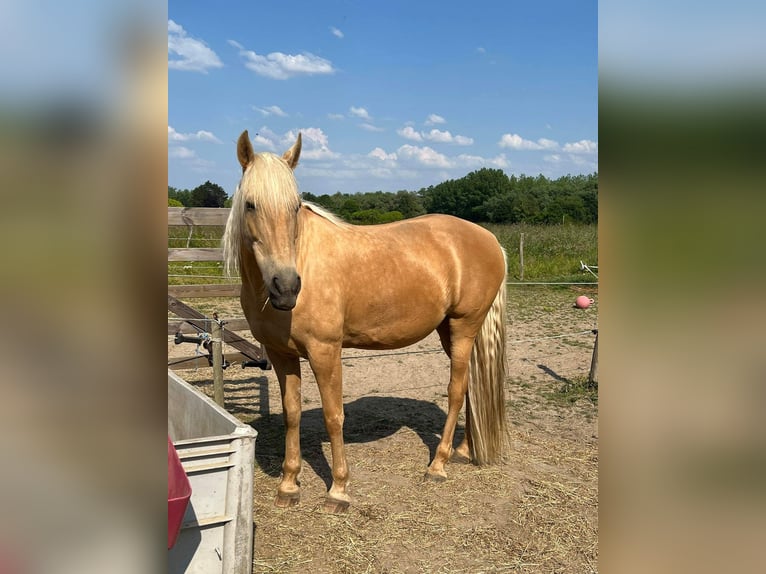 Other Breeds Mare 11 years 15,2 hh Palomino in Erpe-Mere