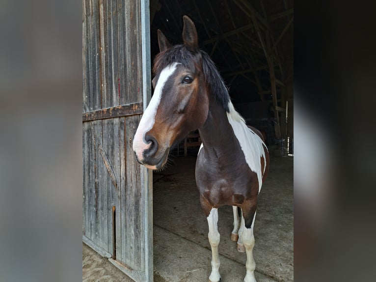 Other Breeds Mare 11 years 15,3 hh Pinto in Rottenburg an der Laaber