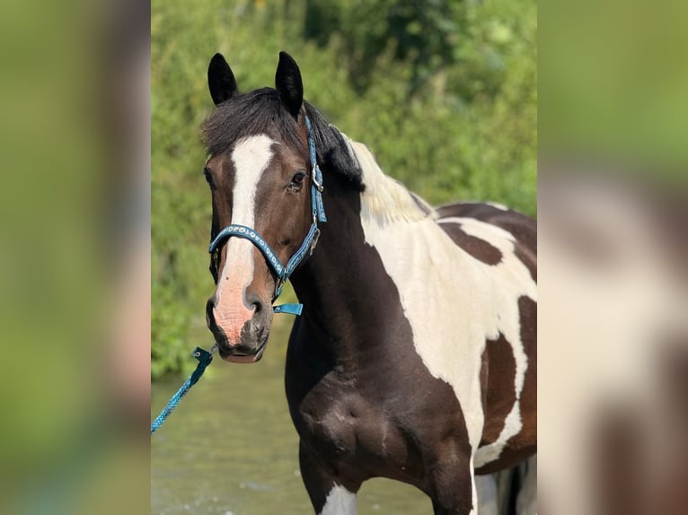 Other Breeds Mare 11 years 15,3 hh Pinto in Rottenburg an der Laaber