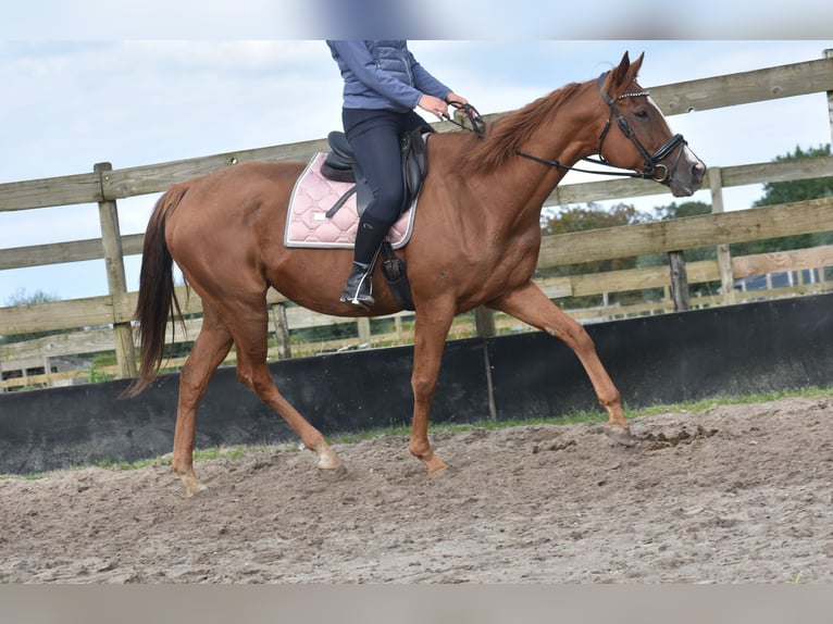 Other Breeds Mare 11 years 16,1 hh Chestnut-Red in Achtmaal