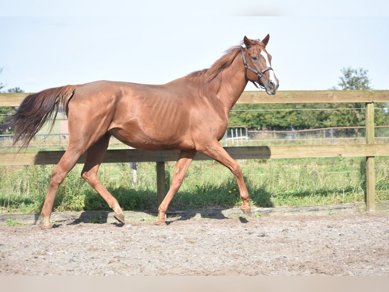 Other Breeds Mare 11 years 16,1 hh Chestnut-Red in Achtmaal