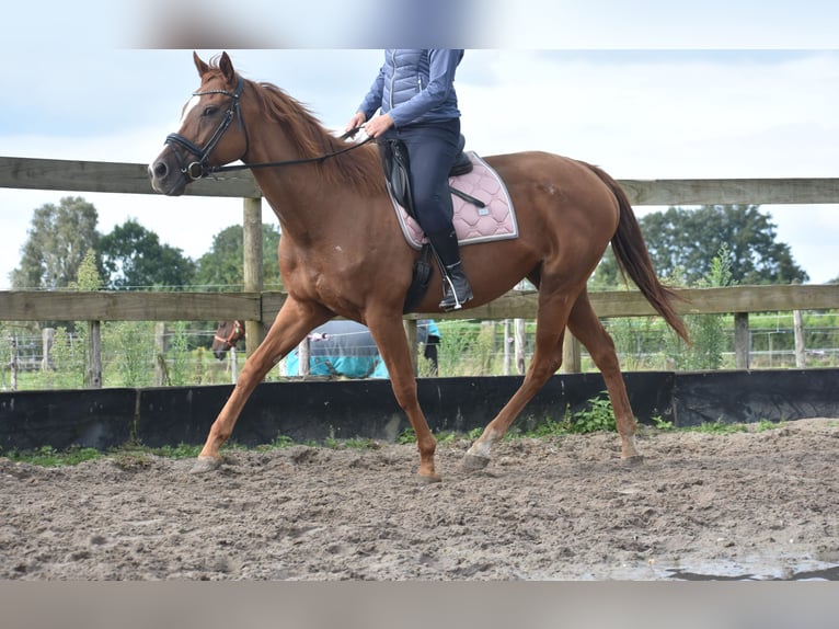 Other Breeds Mare 11 years 16,1 hh Chestnut-Red in Achtmaal