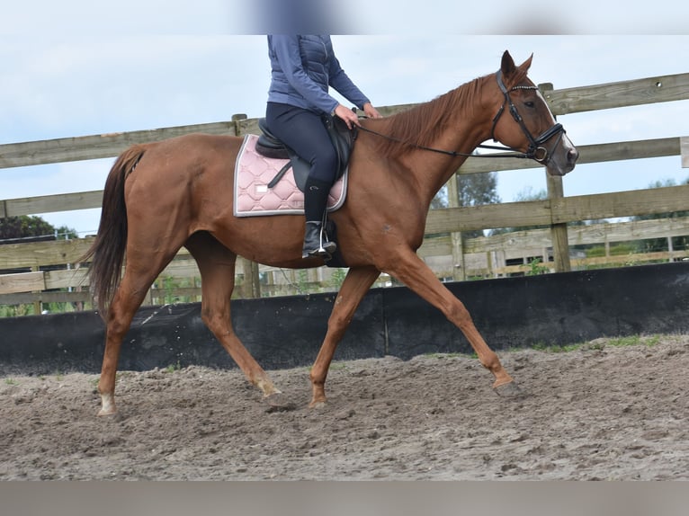 Other Breeds Mare 11 years 16,1 hh Sorrel in Achtmaal