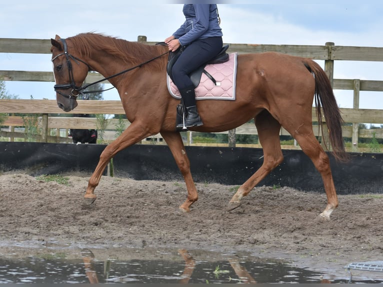 Other Breeds Mare 11 years 16,1 hh Sorrel in Achtmaal