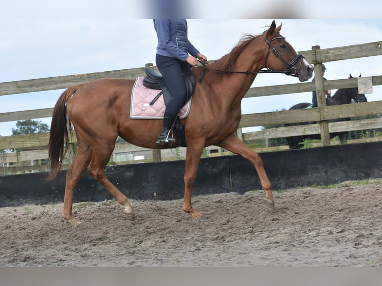 Other Breeds Mare 11 years 16,1 hh Sorrel in Achtmaal