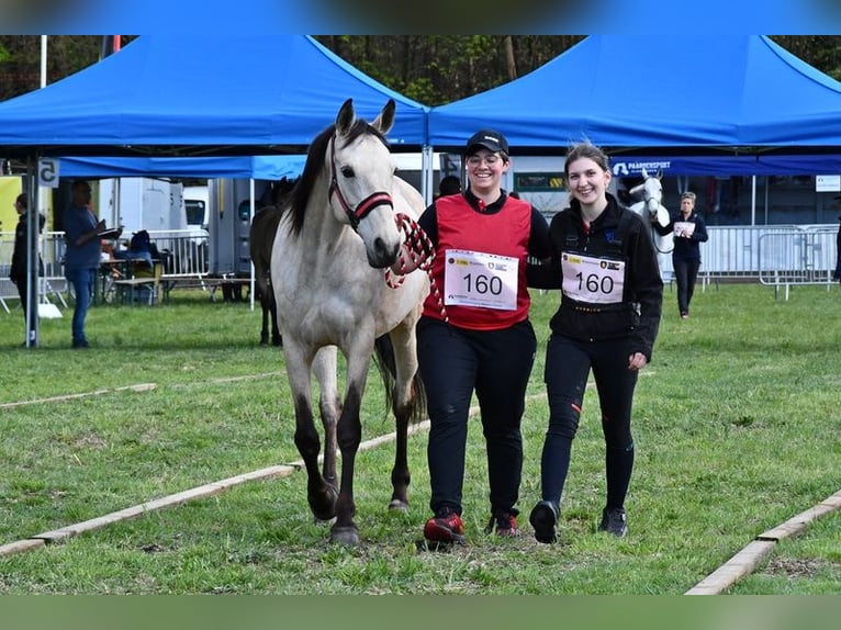 Other Breeds Mare 11 years 16 hh Buckskin in Rotenburg an der Fulda