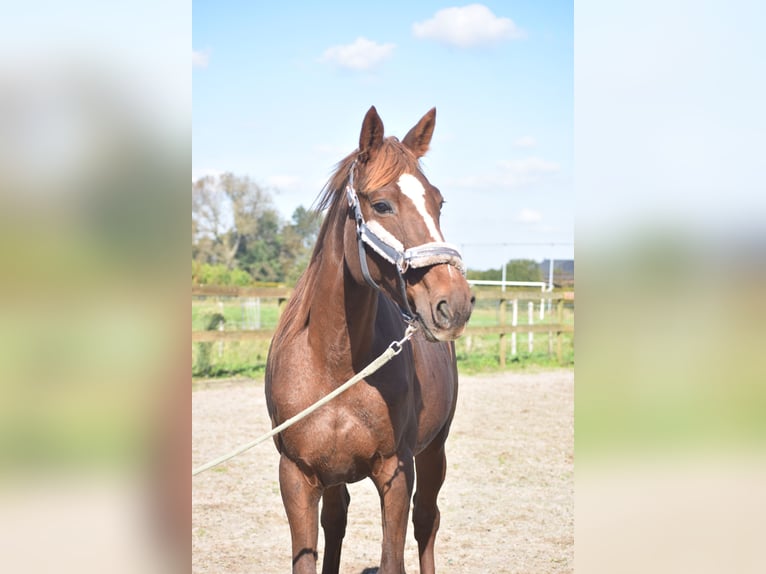 Other Breeds Mare 11 years 16 hh Chestnut in Achtmaal